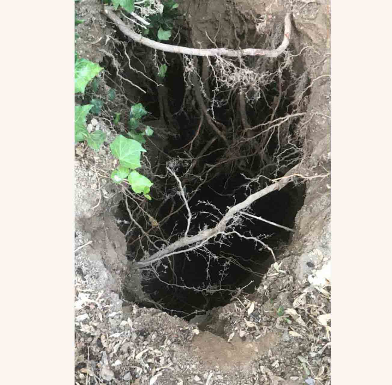 صورة مصغّرة